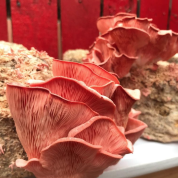red mushroom artwork