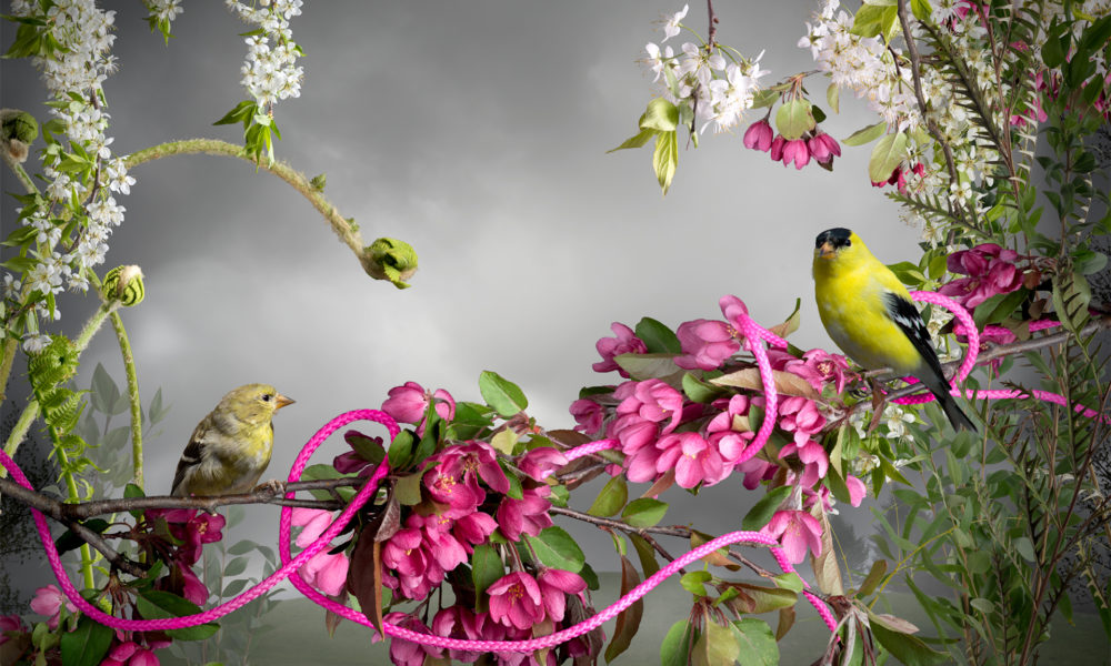 Photo collage featuring brightly yellow colored finch sitting on a pink rope intertwined in a cherry blossom tree.