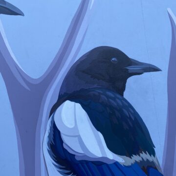 Catie Michel's magpie mural detail